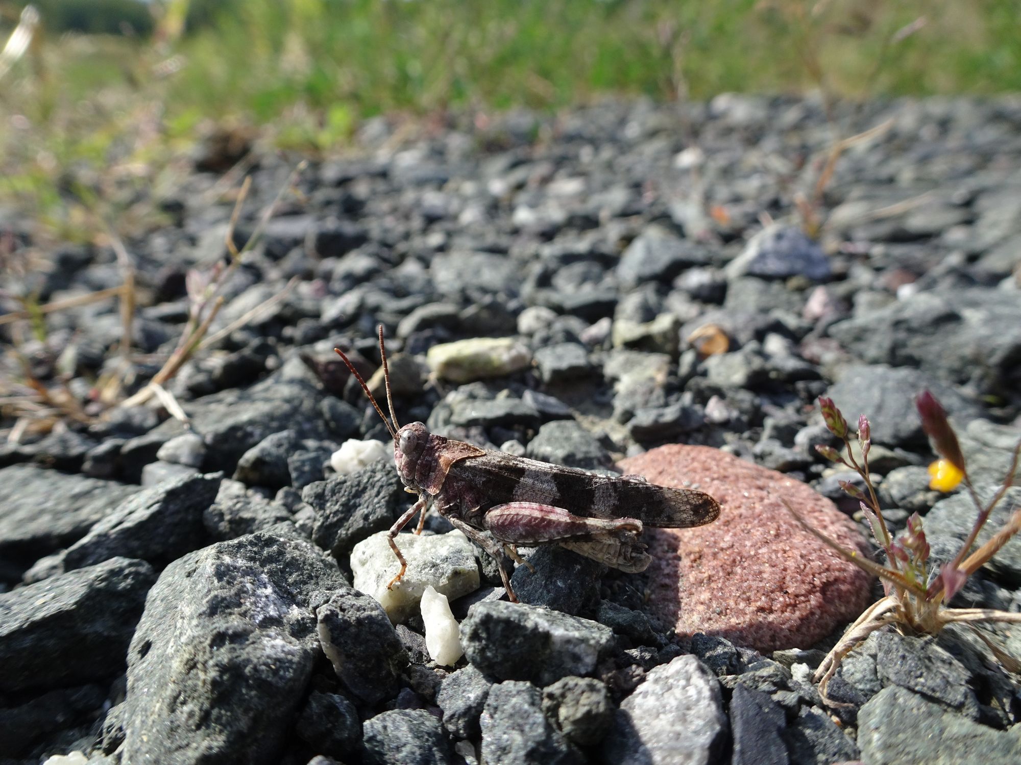 (c) Frieder Leuthold