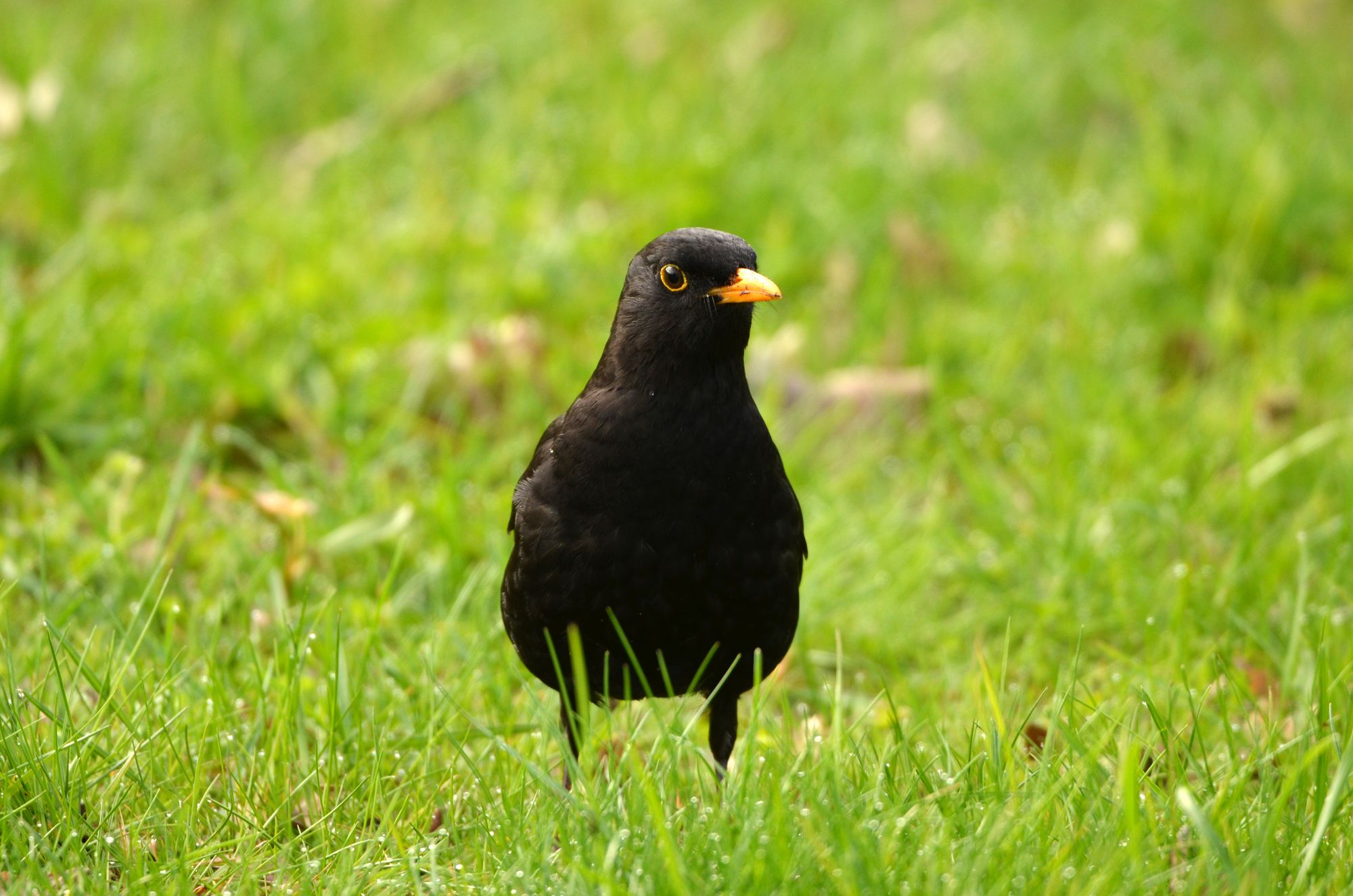 (c) Chris Lange-Kabitz