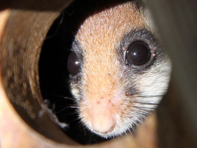 Gartenschläfer im Nistkasten (c) Sven Büchner
