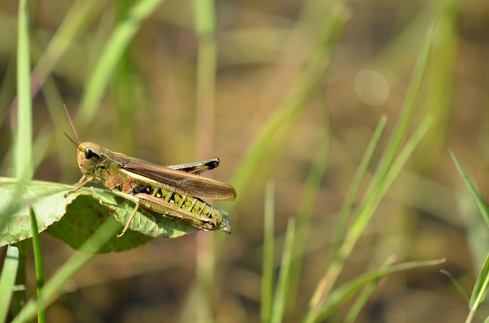 (c) Chris Lange-Kabitz