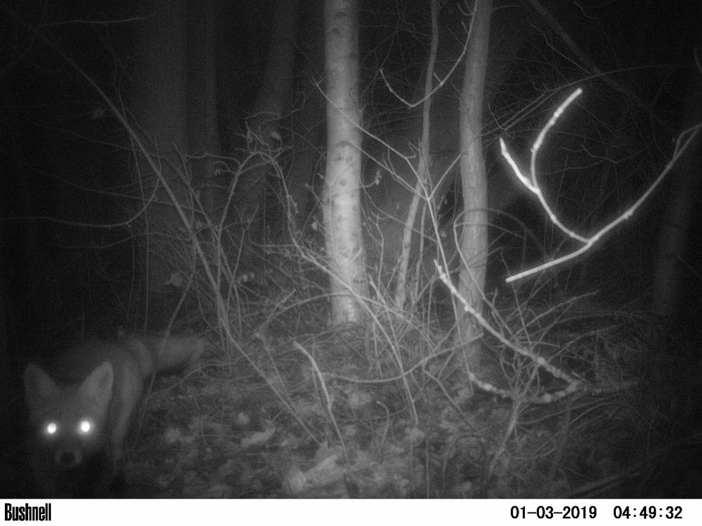 (c) Chris Lange-Kabitz