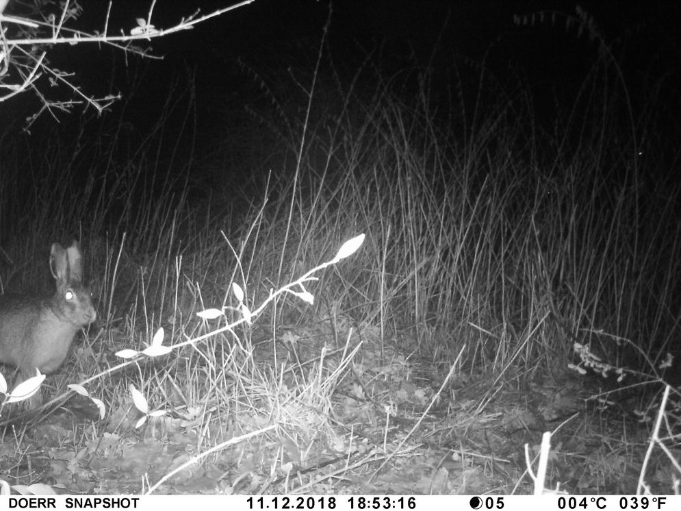 (c) Chris Lange-Kabitz