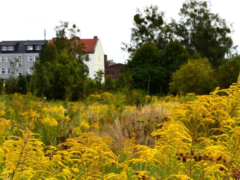 (c) Stadtamt Dessau-Roßlau