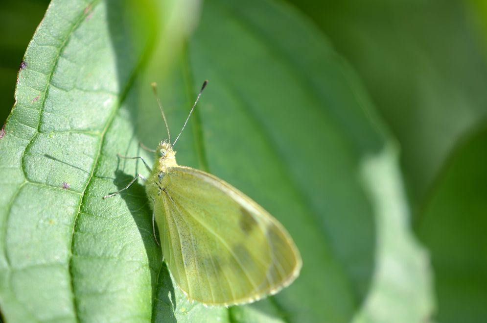 (c) Chris Lange-Kabitz