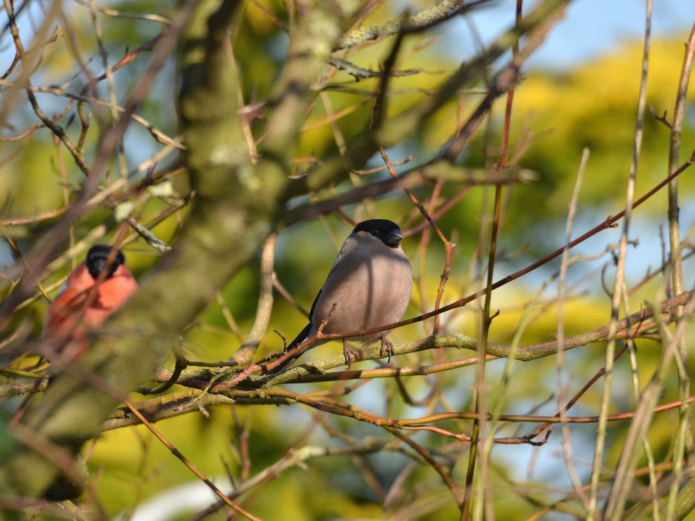 Gimpel-Weibchen mit Männchen im Hintergrund