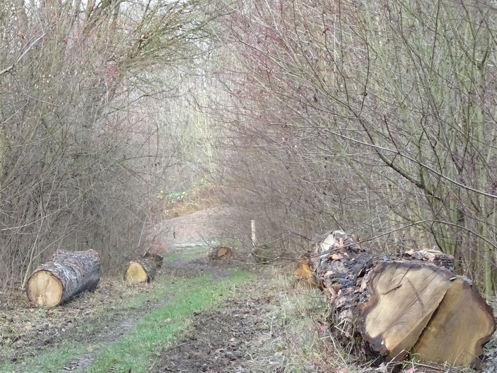 (c) Frieder Leuthold