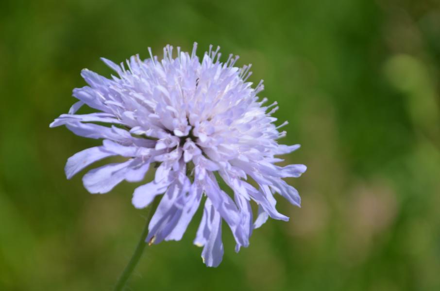 Ackerwitwenblume, eine beliebte Nahrungsquelle für Widderchen (c) JAK